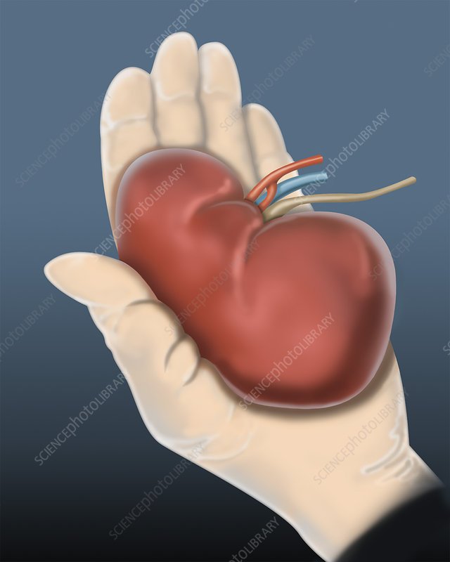 Kidney size, illustration