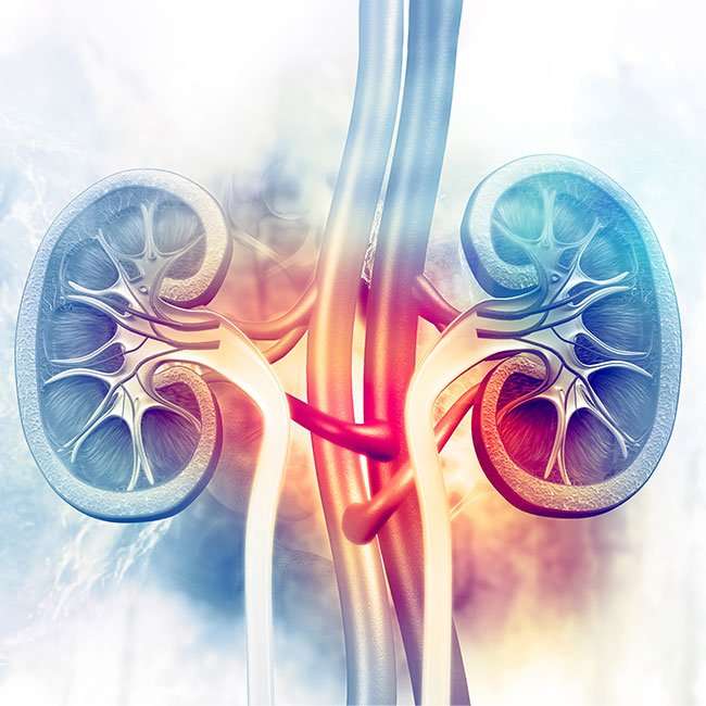 Kidneys: The Facts