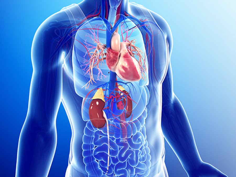 Link between chronic kidney disease and heart failure is ...
