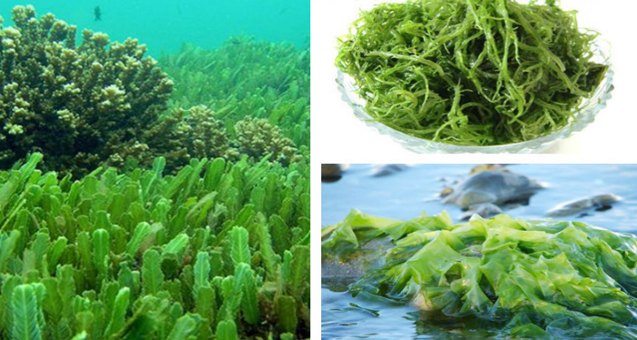 Manufacturer supply kelp Seaweed extract Fucoidan powder ...