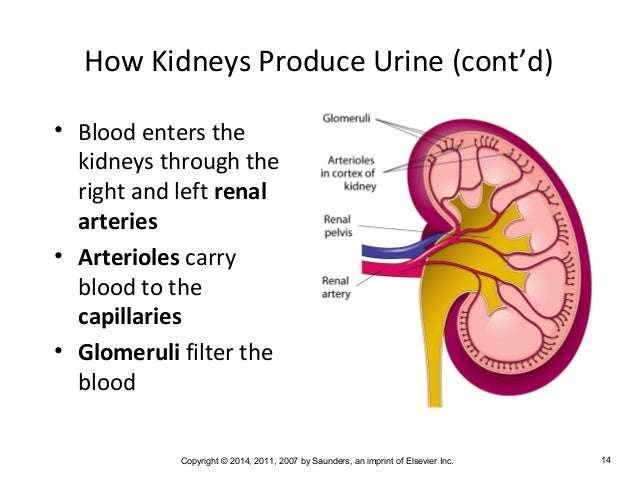 how-do-kidneys-make-urine-healthykidneyclub
