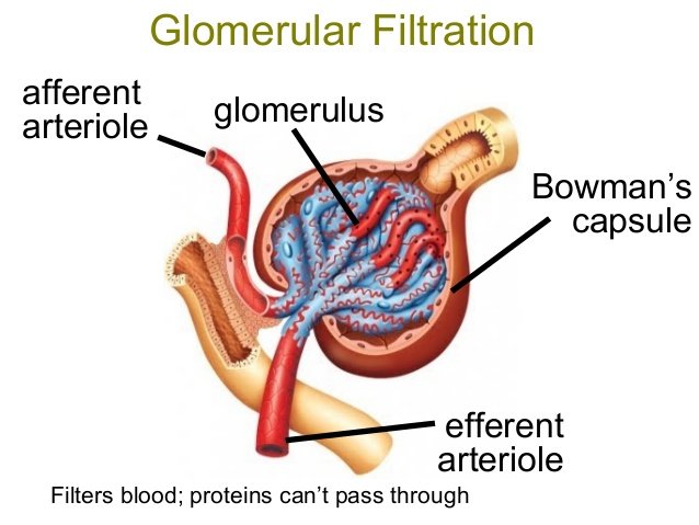 MEDICINE: Glomerular filtration part 1