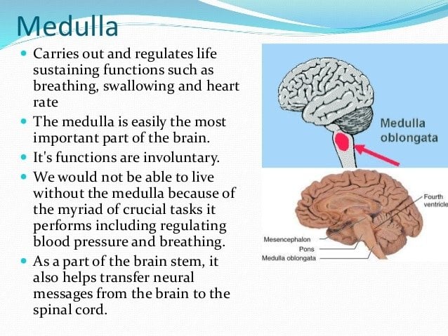 Medulla, Reticular Formation, Thalamus, and Hippocampus