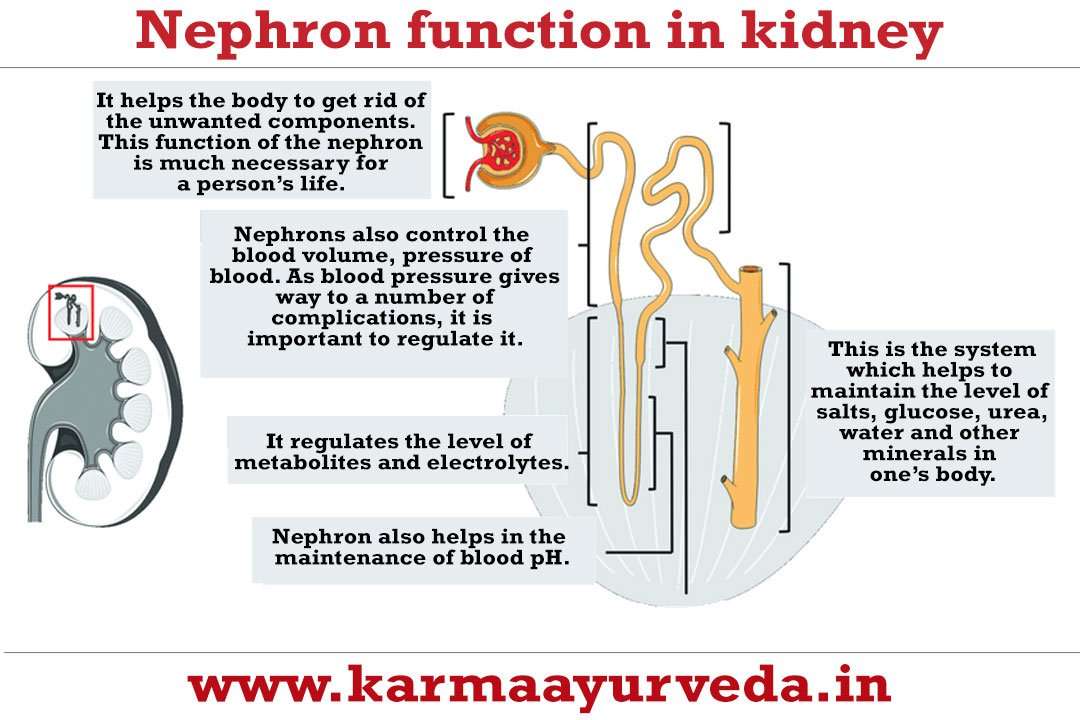 Nephron function in the kidney