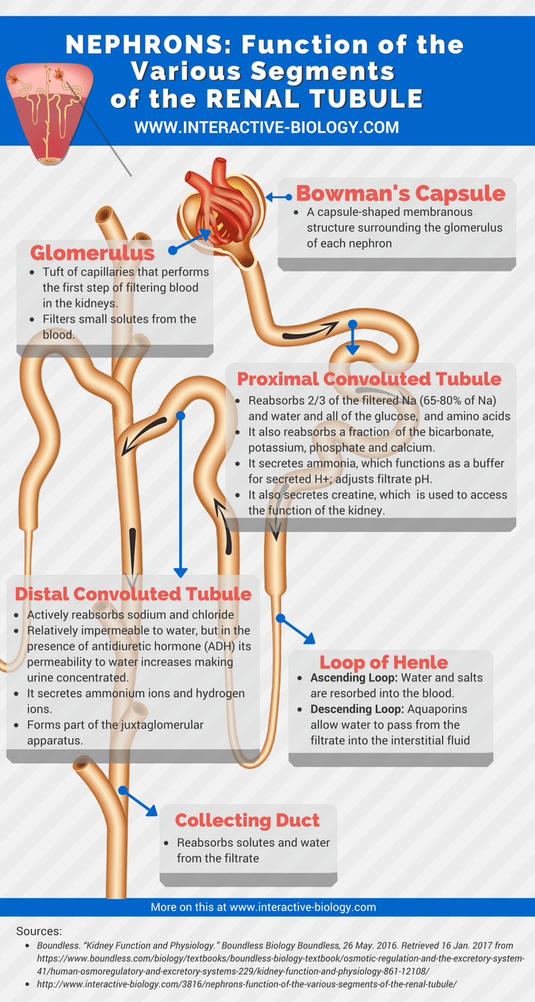 Nephrons: Function of the Various Segments of the Renal ...