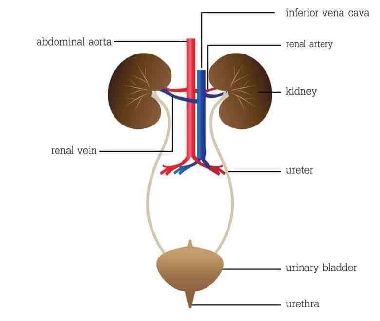 Passing Kidney Stones Pain In Urethra