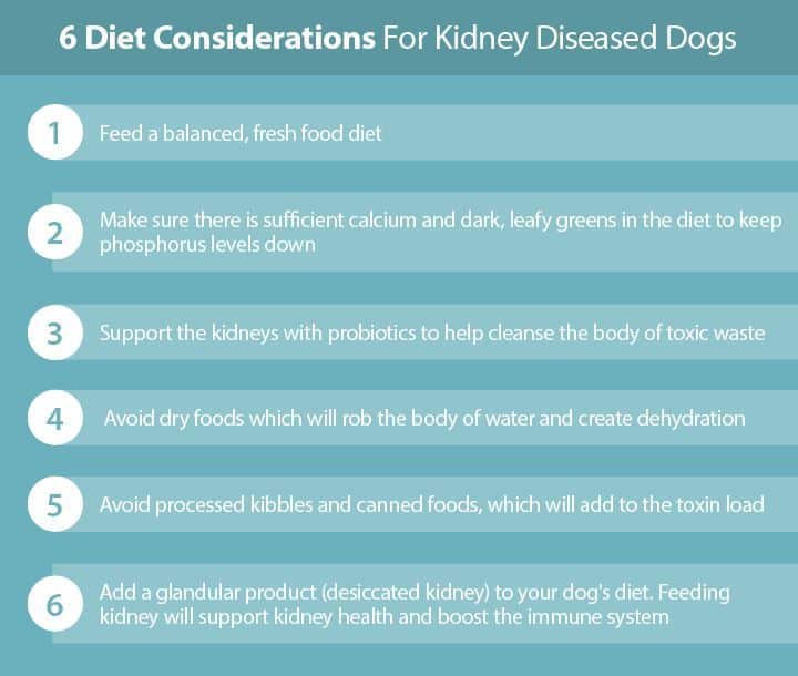 Pin on dog kidney information