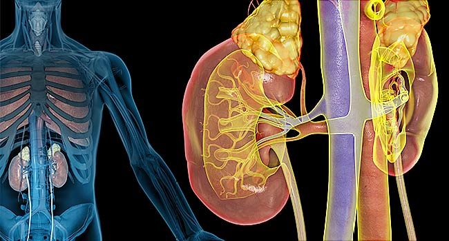 Quiz: How Well Do You Know Your Kidneys? in 2020