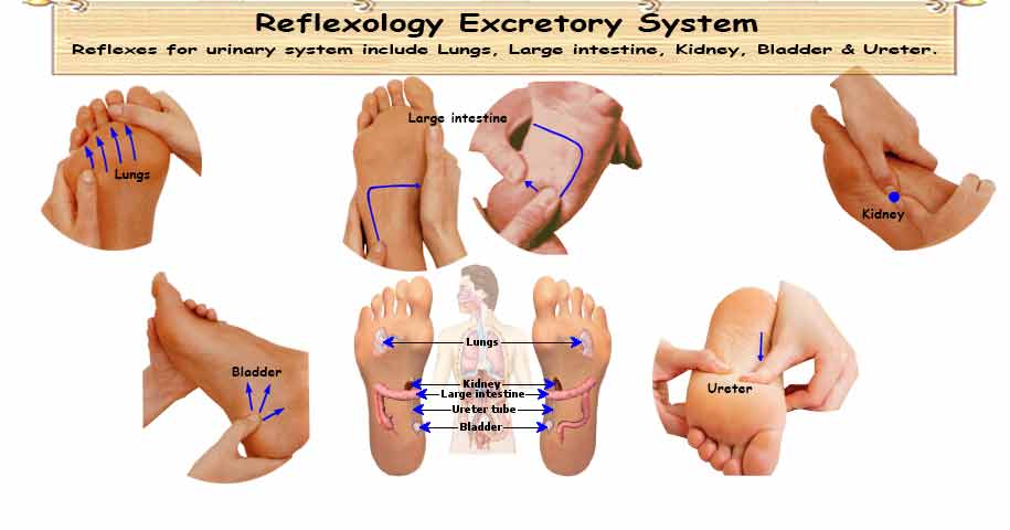 Reflexology Excretory System: 5 Organ Reflexes for Proper ...