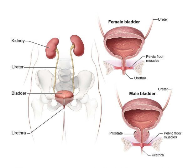 Regain Control of bladder : Urinary Incontinence (With ...