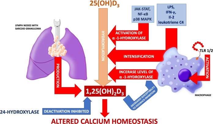 Sarcoidosis and calcium homeostasis disturbances