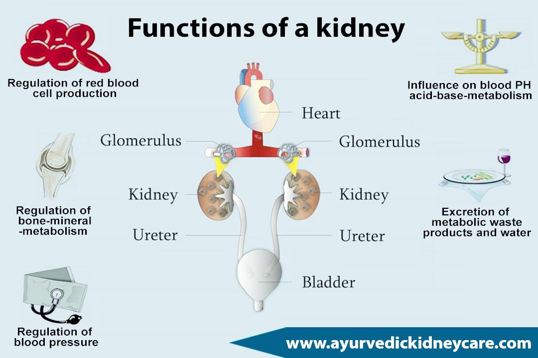 Structure and Function of Kidney