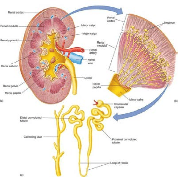 The anatomy of the kidney and the structure of the nephron ...