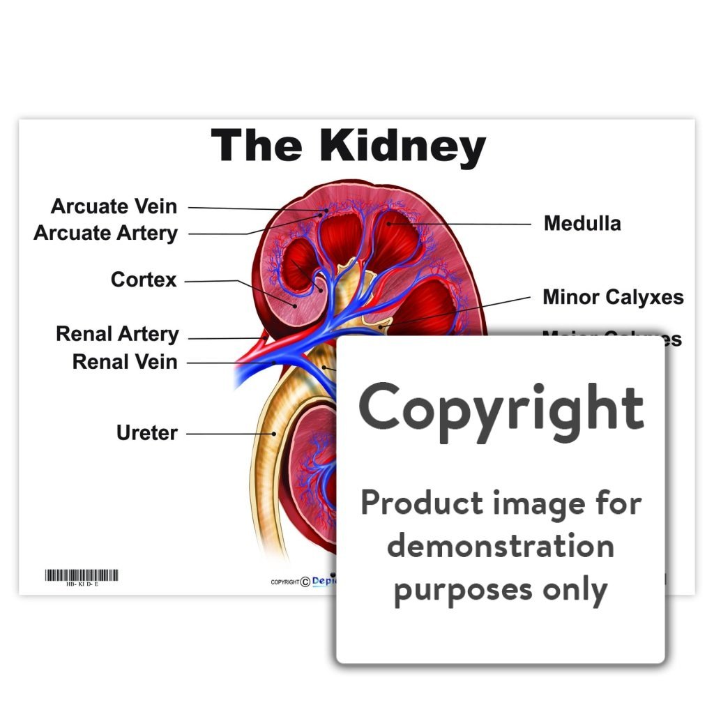 The Kidney  Depicta