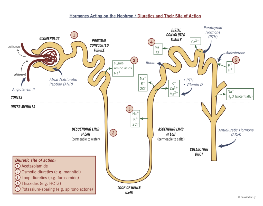 The nephron showing reabsorption, hormone action, and ...
