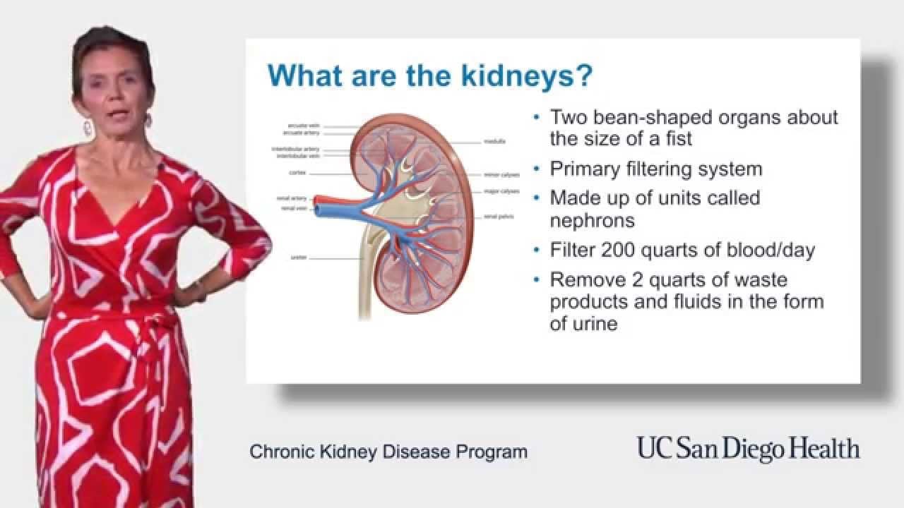 The Role of the Kidneys and How They Work