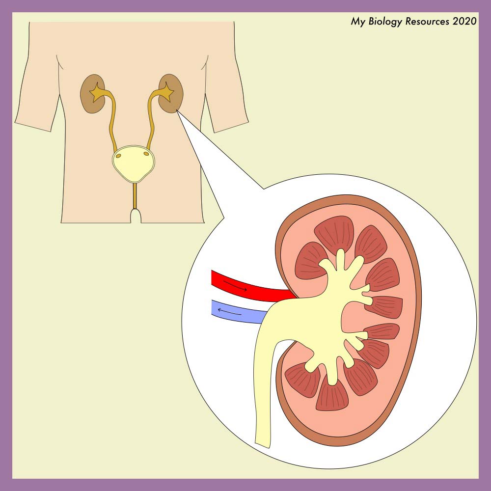 The Role of the Kidneys in Excretion
