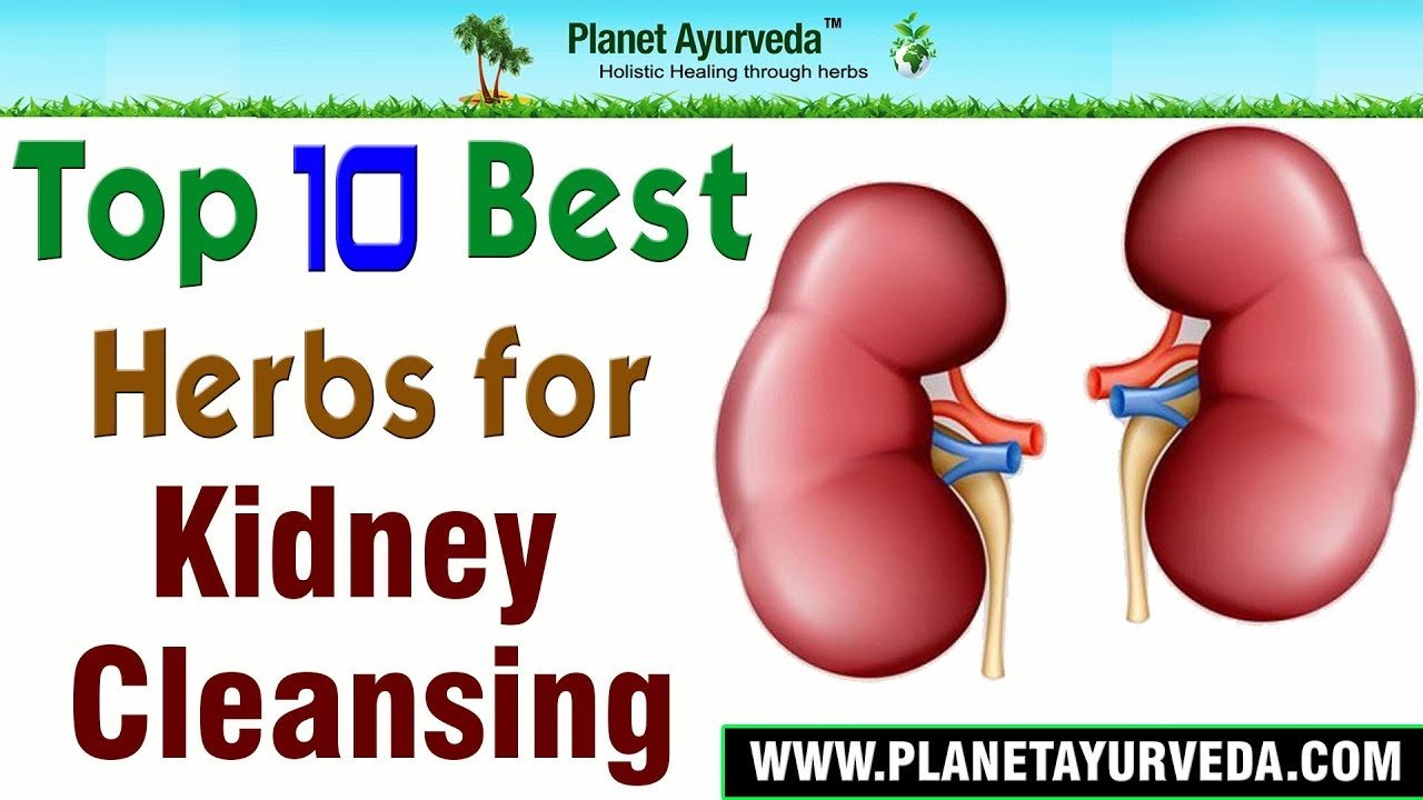 Top 10 Best Herbs for Kidney Cleansing