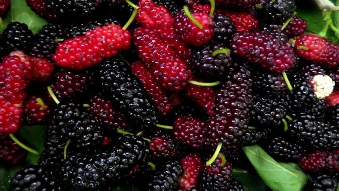 Top 10 fruits good for kidneys » Breaking News, Latest ...