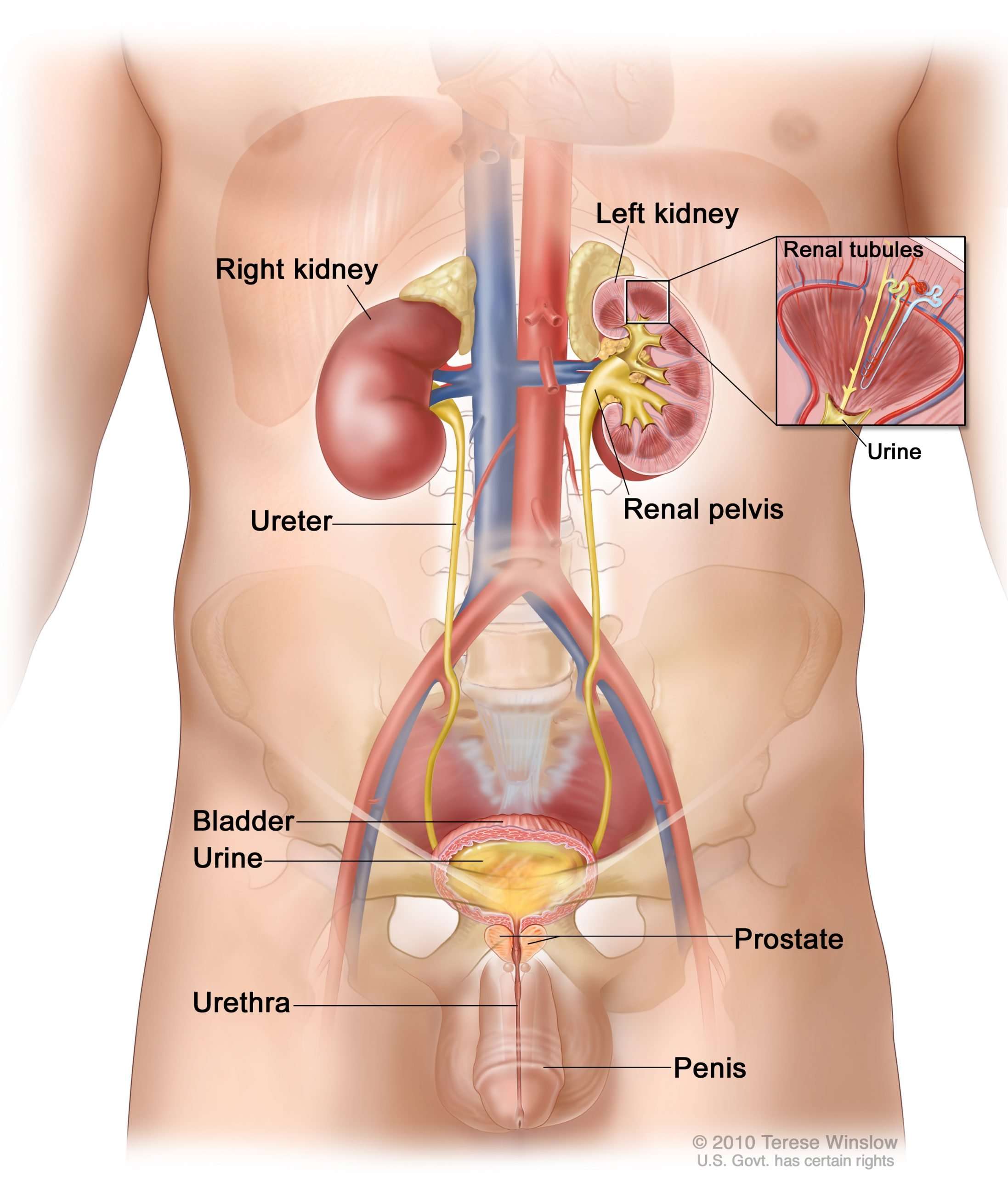 ureter (Patient)