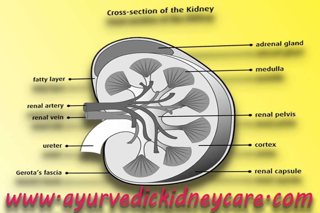 What Are The Symptoms Of Stage 1 Kidney Disease?