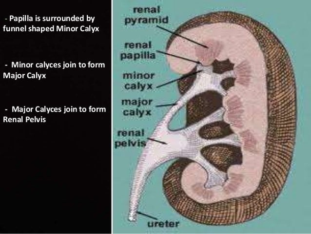 What function does a calyx perform in the kidneys ...