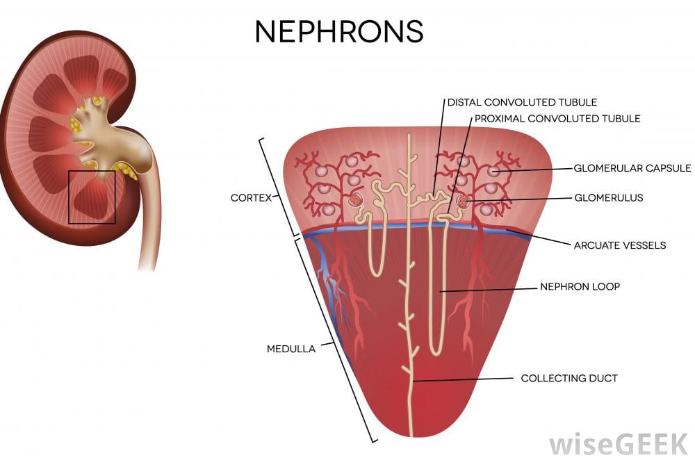 What Is a Juxtamedullary Nephron? (with pictures)