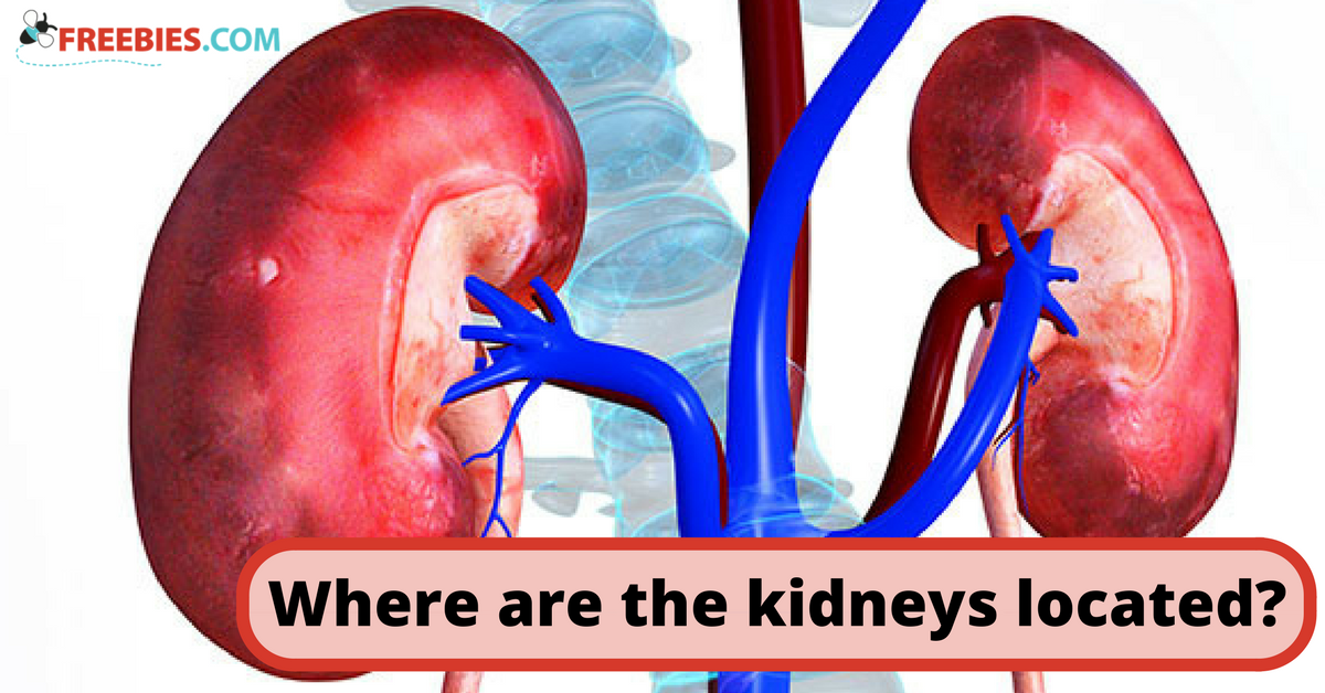 Where Are Your Kidneys?