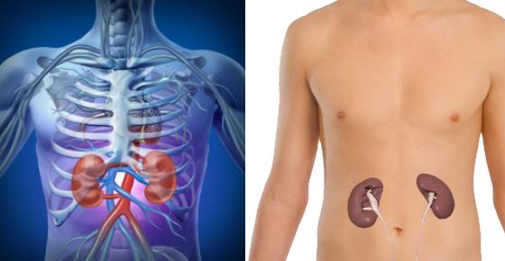 Where Your Kidneys are Located &  Where Kidney Pain is Felt