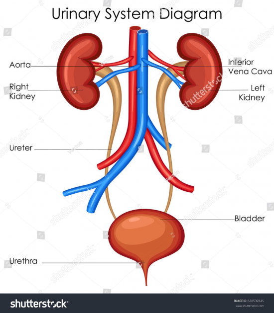 Which System Do Kidneys Belong To
